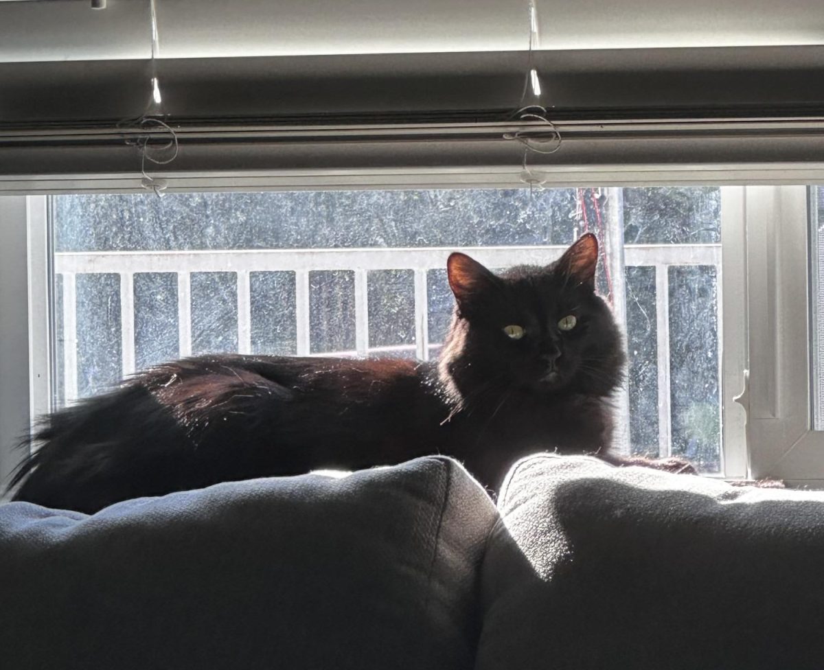 A purrrrrfect friend!