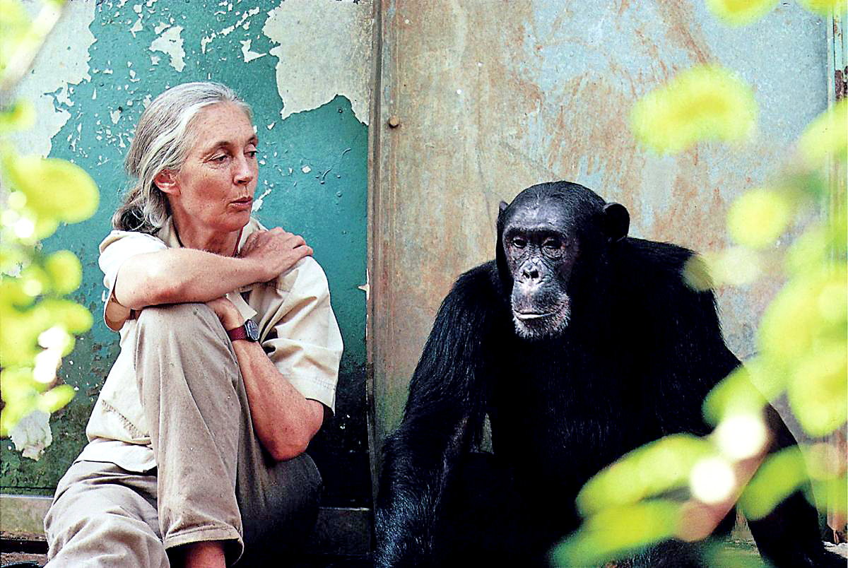 Jane Goodall